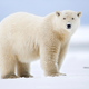 Illustration for article titled Heartbreaking Photos Of Polar Bears Who Will Die Before The Next ‘Metroid Prime’ If Nintendo Doesn’t Get Their Shit Together
